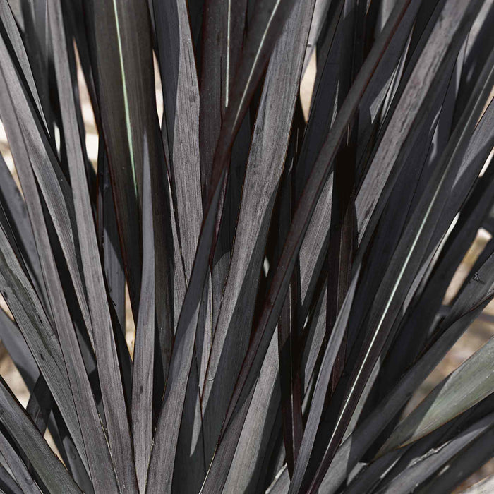 Phormium 'Black Velvet'