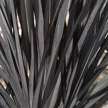 Phormium 'Black Velvet'