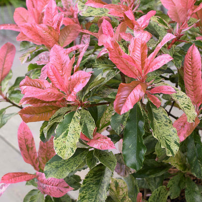 Photinia 'Pink Crispy'