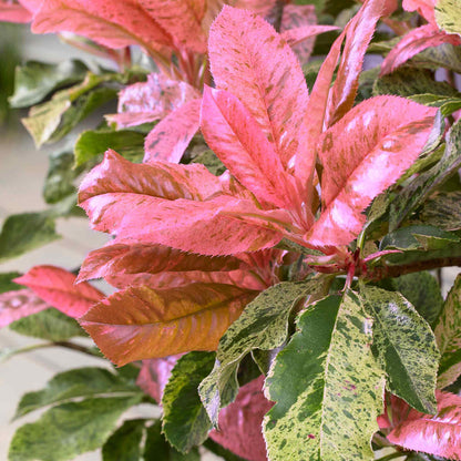 Photinia 'Pink Crispy'