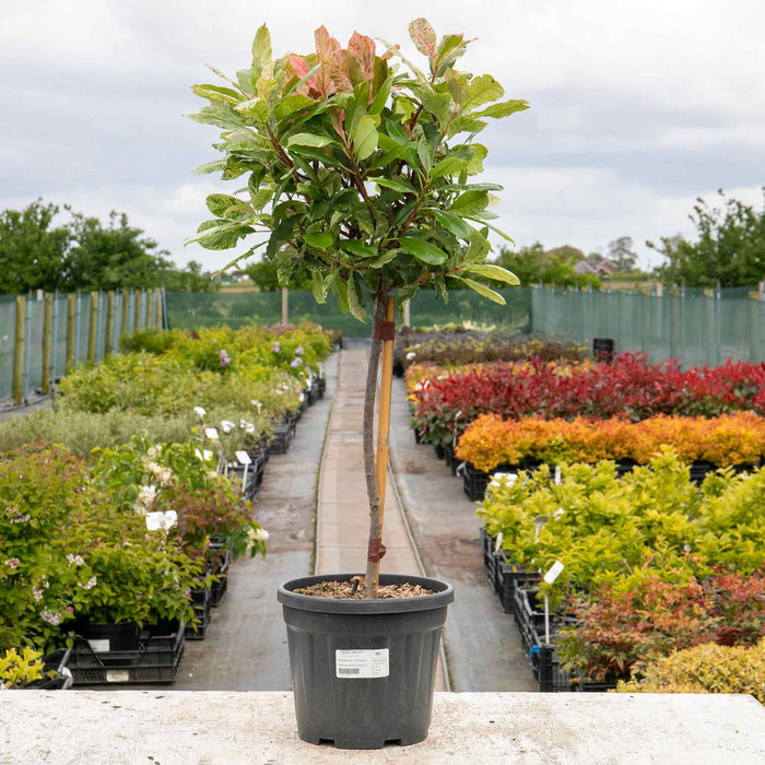 Photinia 'Pink Crispy'