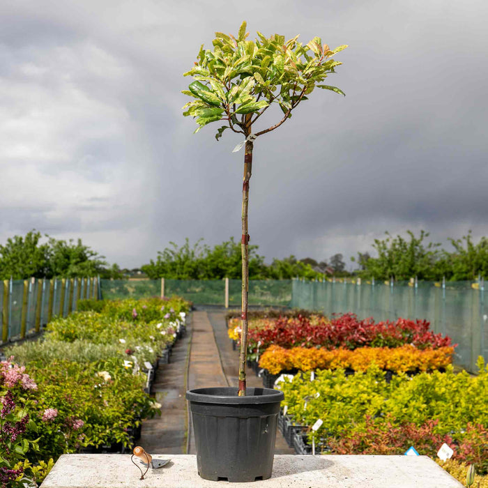 Photinia 'Pink Crispy'