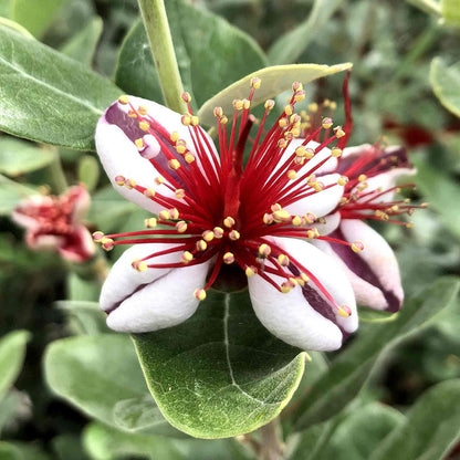 Pineapple Guava Tree