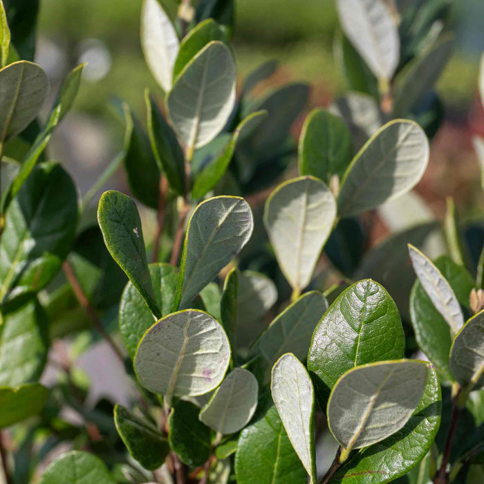Pineapple Guava Tree