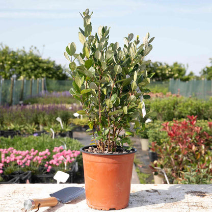 Pineapple Guava Tree