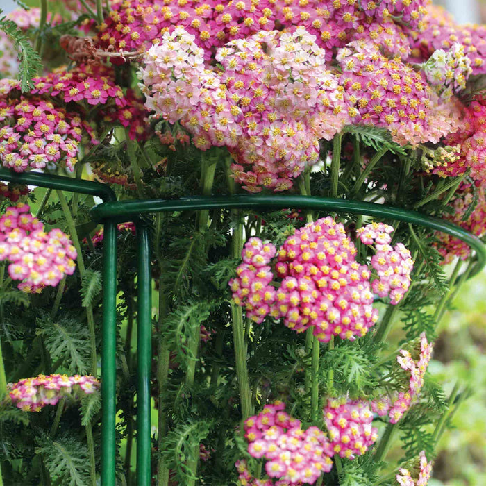 Plant Support Hoops