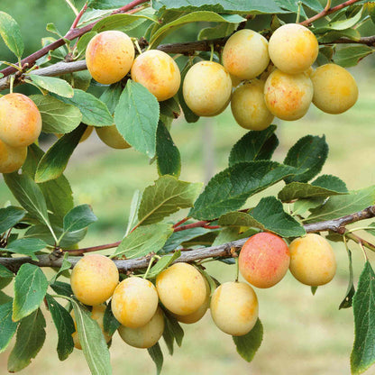 Plum 'Mirabelle de Nancy'