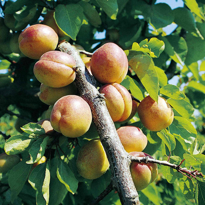A branch of a plum tree with ripe yellow plums attached, set against a background of green leaves.