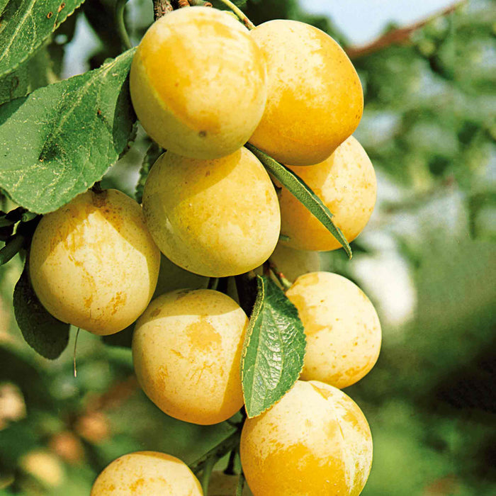 Plum 'Mirabelle de Nancy'