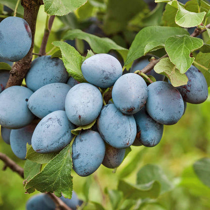 Plum 'Shropshire Prune Damson'
