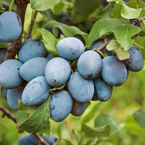Plum 'Shropshire Prune Damson'