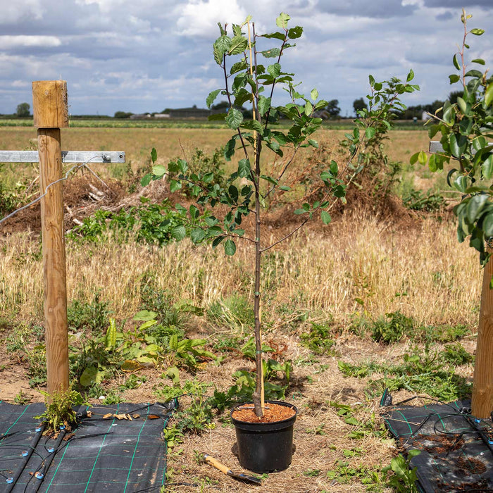 Plum 'Shropshire Prune Damson'