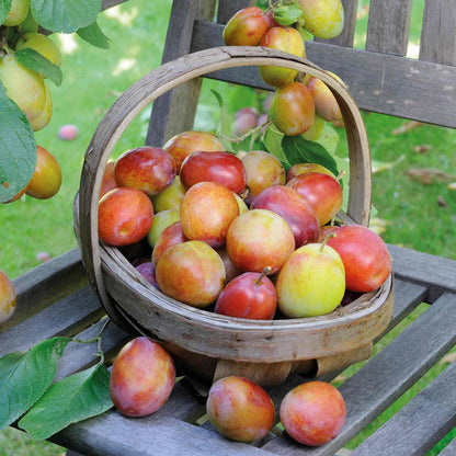 Plum 'Victoria'