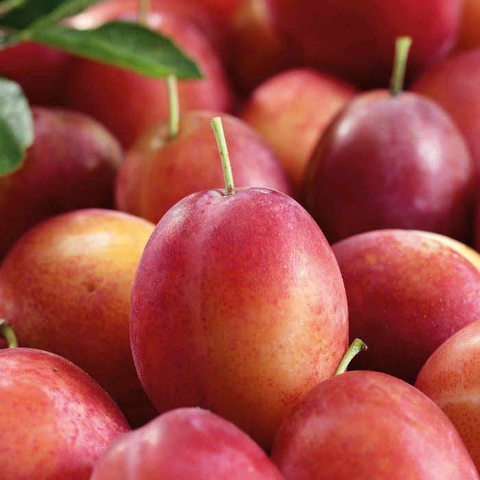 Plum 'Victoria'
