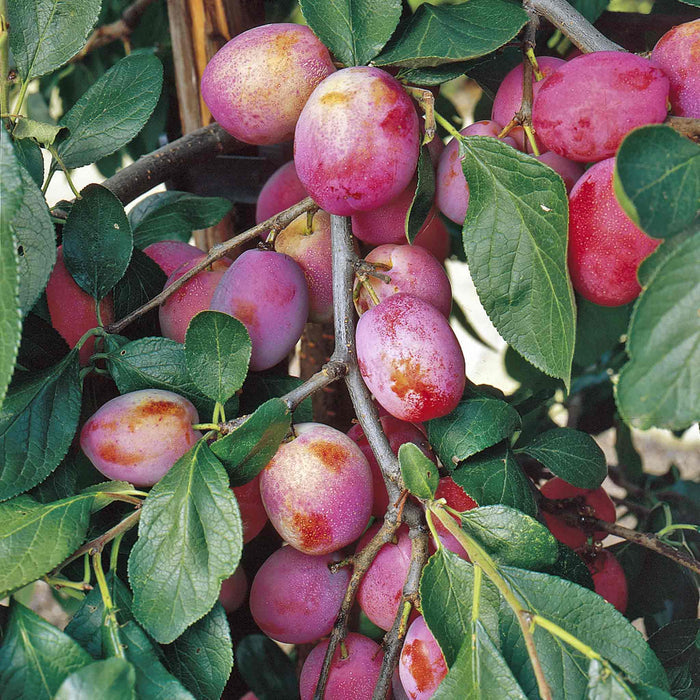 Plum 'Victoria'