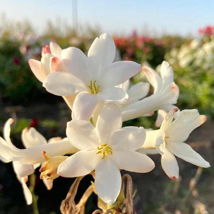 Polianthes Tuberosa 'The Pearl'