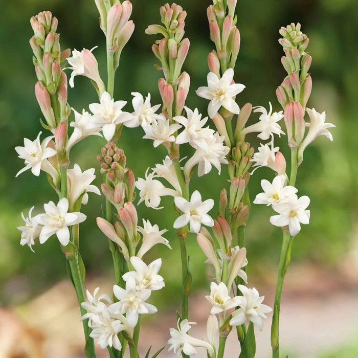 Polianthes Tuberosa 'The Pearl'