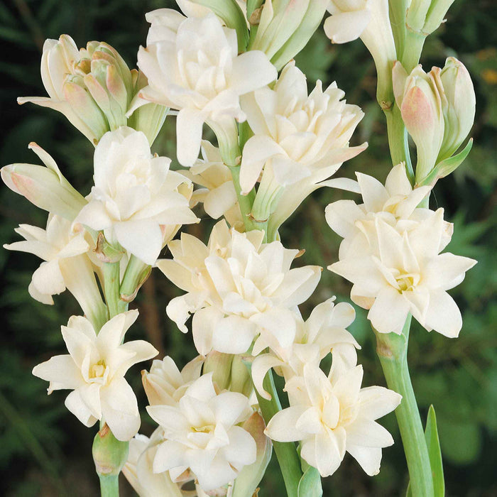 Polianthes Tuberosa 'The Pearl'