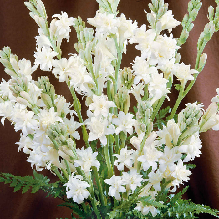 Polianthes Tuberosa 'The Pearl'