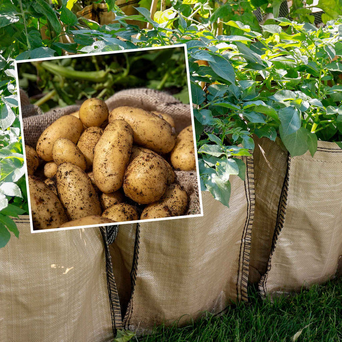 Potato 'Charlotte' Christmas Harvest Grow Kit