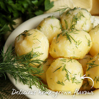Potato 'Charlotte' Christmas Harvest Grow Kit