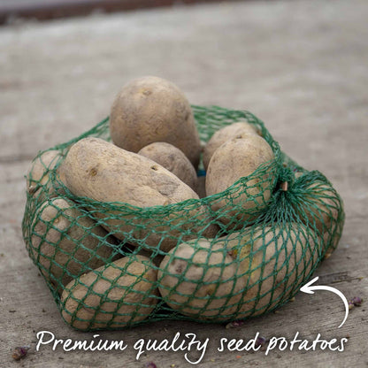 Potato 'Charlotte' Christmas Harvest Grow Kit