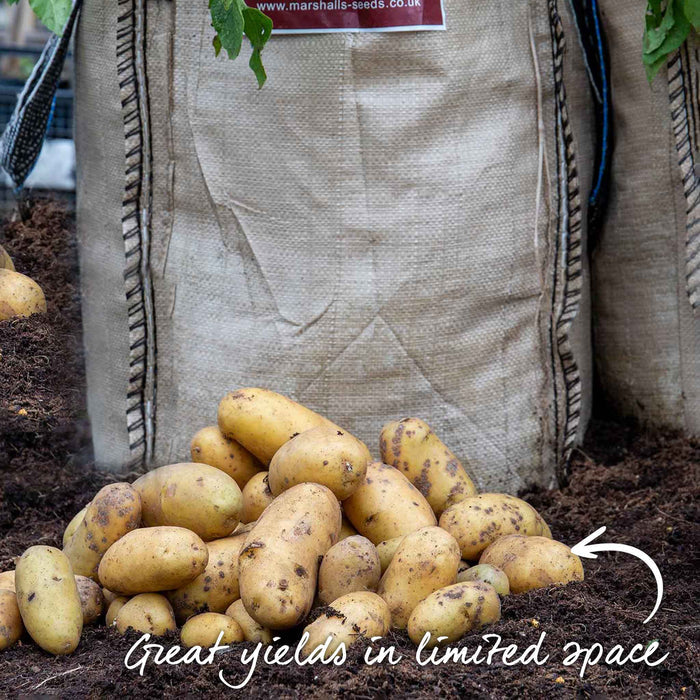 Potato 'Charlotte' Christmas Harvest Grow Kit