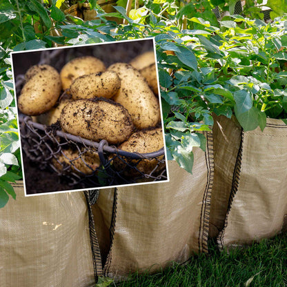 Potato 'Jazzy' Christmas Harvest Grow Kit
