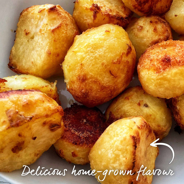 Potato 'Jazzy' Christmas Harvest Grow Kit