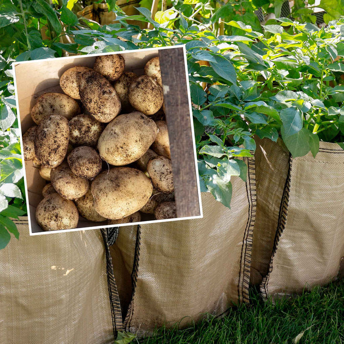 Potato 'Maris Peer' Christmas Harvest Grow Kit