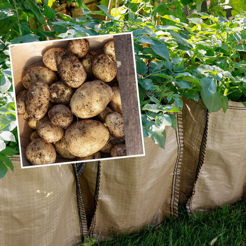 Potato 'Maris Peer' Christmas Harvest Grow Kit