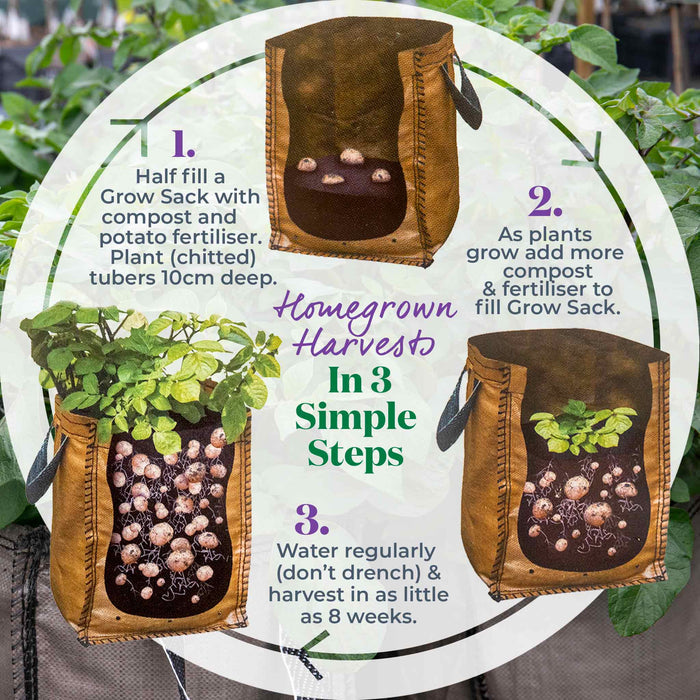 Potato 'Maris Peer' Christmas Harvest Grow Kit