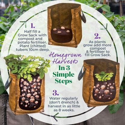 Potato 'Maris Peer' Christmas Harvest Grow Kit