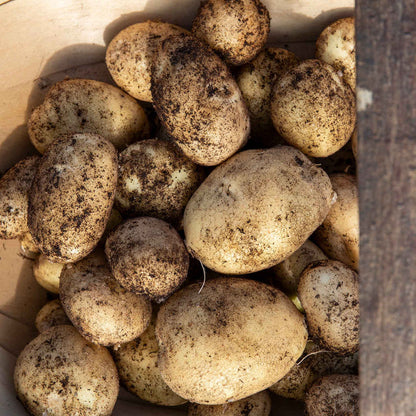 Fresh 'Maris Peer' potatoes in wooden basket.