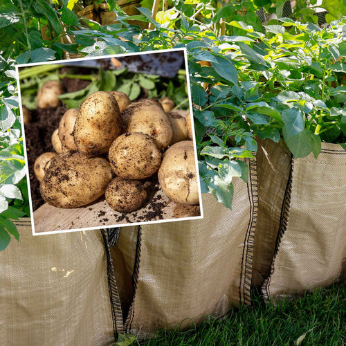 Potato 'Nicola' Christmas Harvest Grow Kit