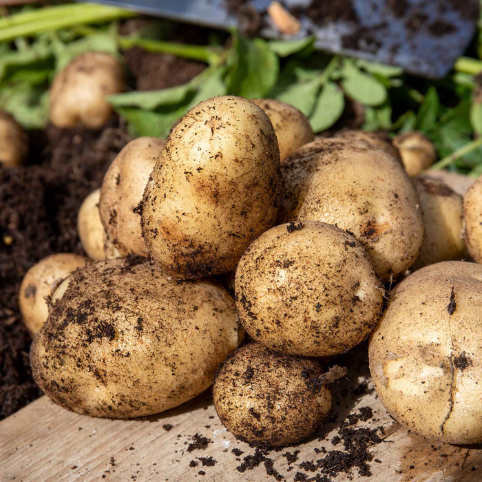 Potato 'Nicola' Christmas Harvest Grow Kit