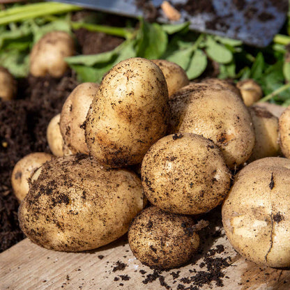 Potato 'Nicola' Christmas Harvest Grow Kit