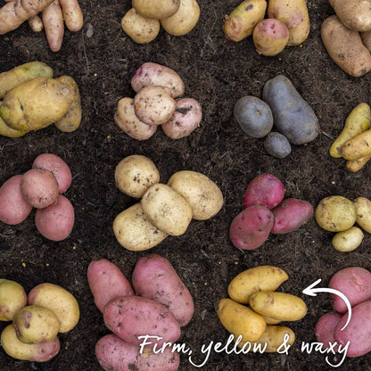 16 piles of different potato varieties on soil with arrow to point out Potato 'Charlotte' variety and text to explain they are a firm, yellow and waxy type.