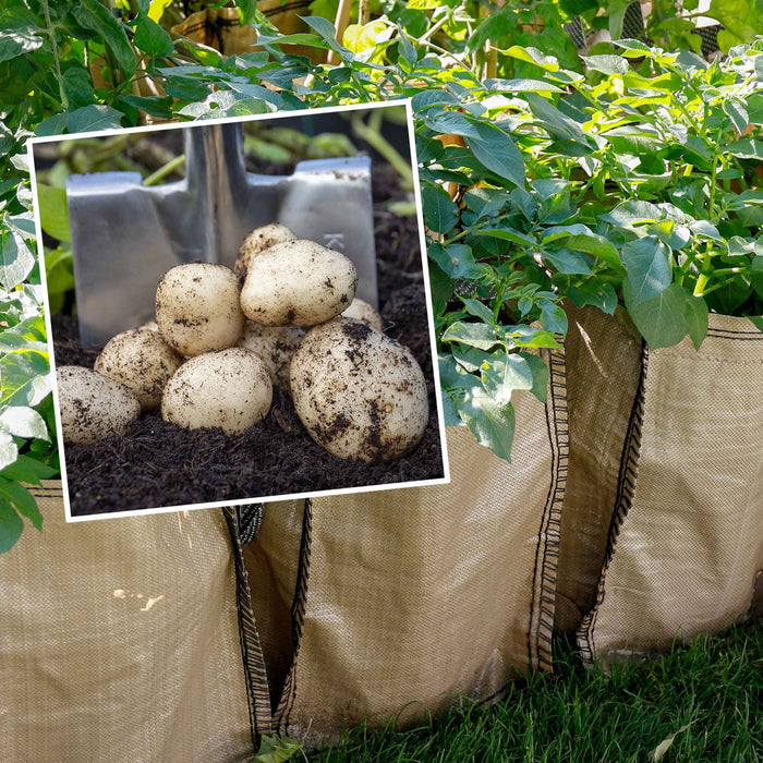 Potato 'Pentland Javelin' Christmas Harvest Grow Kit