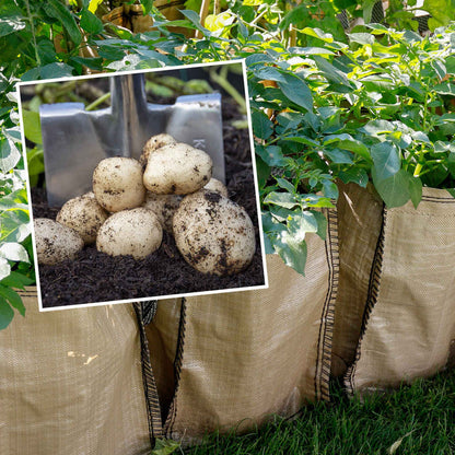 Potato 'Pentland Javelin' Christmas Harvest Grow Kit