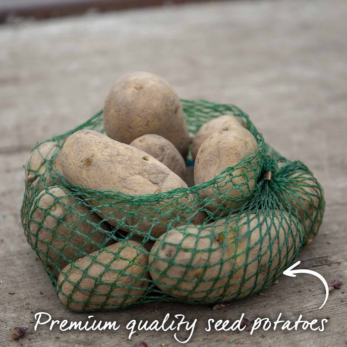 Potato 'Pentland Javelin' Christmas Harvest Grow Kit