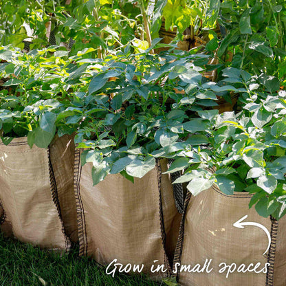Potato 'Pentland Javelin' Christmas Harvest Grow Kit