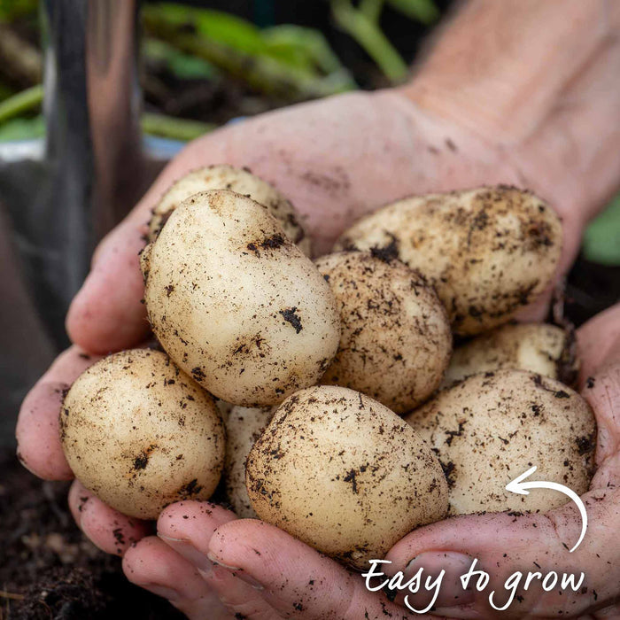 Hands holding freshly dug potatoes with spade and foliage in the background.