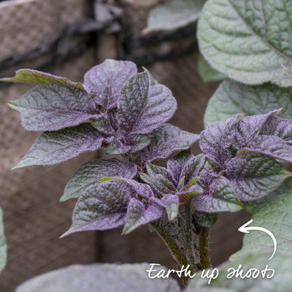 Young purple green leaves and shoots of potato plant in grow sack with label to earth up shoots.