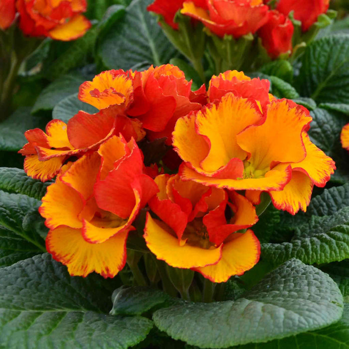 Close-up of bright orange and yellow primrose flowers with green leaves.