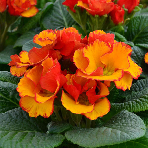 Close-up of bright orange and yellow primrose flowers with green leaves.