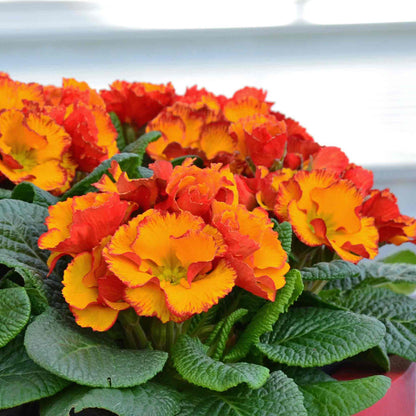 Cluster of orange and red primroses in a red planter.