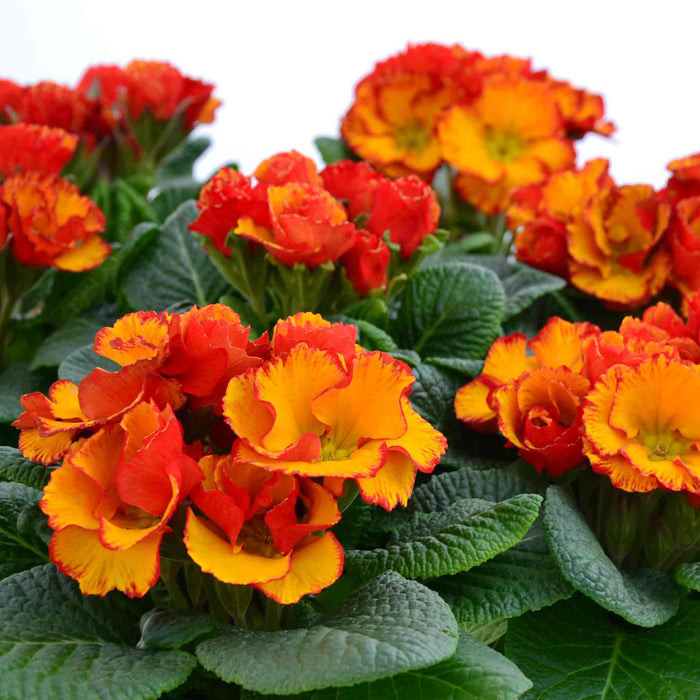 Group of orange and yellow flowers with green leaves on a white background.