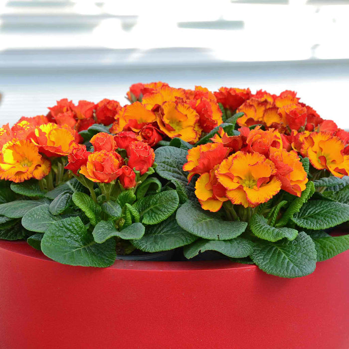 Red planter with multiple orange and yellow primrose flowers.