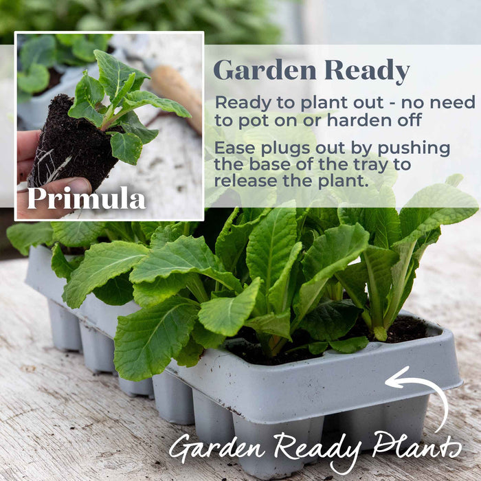 A tray of green Primula plug plants labeled 'Garden Ready' on a rustic wooden surface, with an inset showing a hand holding a small plant out of its pot and text explaining how to remove it from the tray.